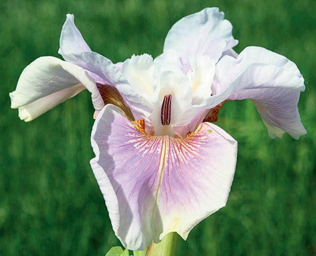 Iris Sibirica 'Fond Kiss' growing information, Siberian Iris 'Fond Kiss', Siberian Flag 'Fond Kiss'', White flowers, Flowers for wet soils, Plants for wet soils